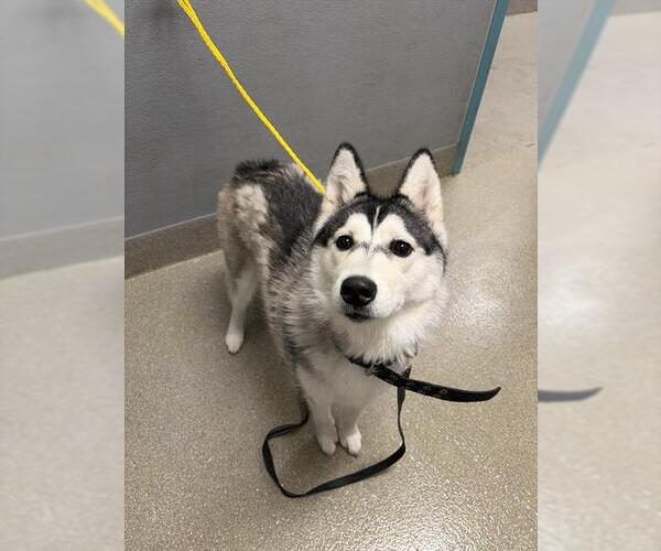 Medium Photo #1 Siberian Husky-Unknown Mix Puppy For Sale in Las Vegas, NV, USA