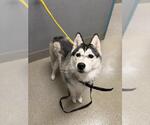 Small Siberian Husky Mix