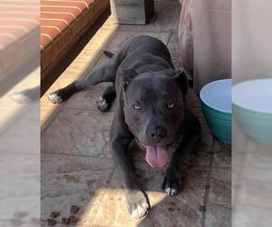 American Pit Bull Terrier Dogs for adoption in Tracy, CA, USA