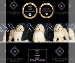 Small Photo #50 Poodle (Toy) Puppy For Sale in WARSAW, IN, USA
