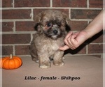 Small #1 ShihPoo