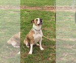 Small #7 Boxer Mix