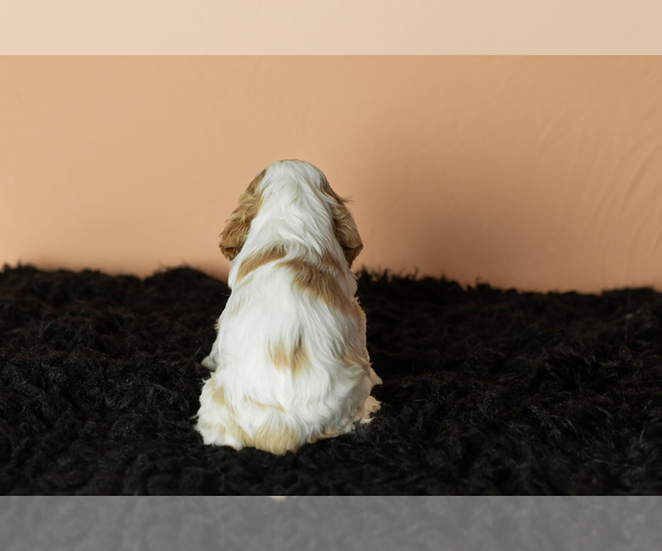 Medium Photo #19 Cocker Spaniel Puppy For Sale in NAPPANEE, IN, USA