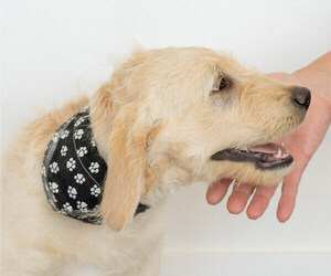 Labradoodle Puppy for sale in BRUSH PRAIRIE, WA, USA