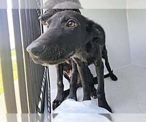 Labrador Retriever-Unknown Mix Dogs for adoption in Houston, TX, USA