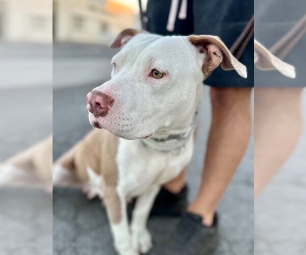 Medium Photo #2 American Staffordshire Terrier-Unknown Mix Puppy For Sale in Lake Forest, CA, USA