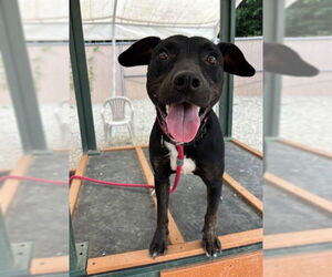 Labrador Retriever-Unknown Mix Dogs for adoption in Palmetto, FL, USA