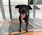 Small Labrador Retriever Mix