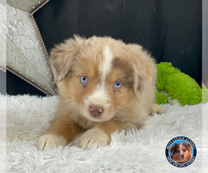 Miniature Australian Shepherd Puppy for Sale in GRANBURY, Texas USA