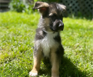 Medium German Shepherd Dog
