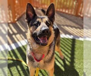 German Shepherd Dog-Unknown Mix Dogs for adoption in Las Vegas, NV, USA