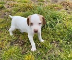 Small Photo #19 Pointer Puppy For Sale in CENTREVILLE, MD, USA