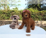 Small Photo #2 Goldendoodle Puppy For Sale in WESLEY CHAPEL, FL, USA