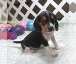 Image preview for Ad Listing. Nickname: Rudy