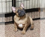 Small Photo #3 French Bulldog Puppy For Sale in FAYETTEVILLE, GA, USA
