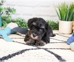 Small #2 Schnauzer (Miniature)