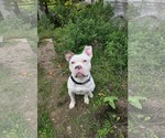 Small #2 Free-Lance Bulldog