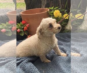 KENDRA- PERMANENT RESIDENT - Female Poodle (Miniature) Dog for Adoption - Photo #2