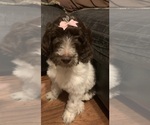 Small Photo #7 Labradoodle Puppy For Sale in PINEVILLE, LA, USA