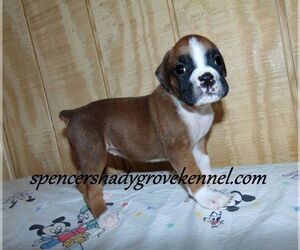 Boxer Puppy for sale in CABOOL, MO, USA