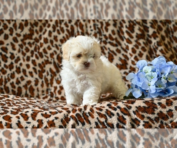 Medium Photo #2 ShihPoo Puppy For Sale in MILLERSBURG, OH, USA