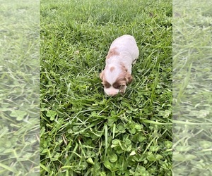Cocker Spaniel Puppy for sale in TRINITY, NC, USA