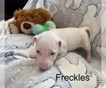 Puppy Freckles Bull Terrier