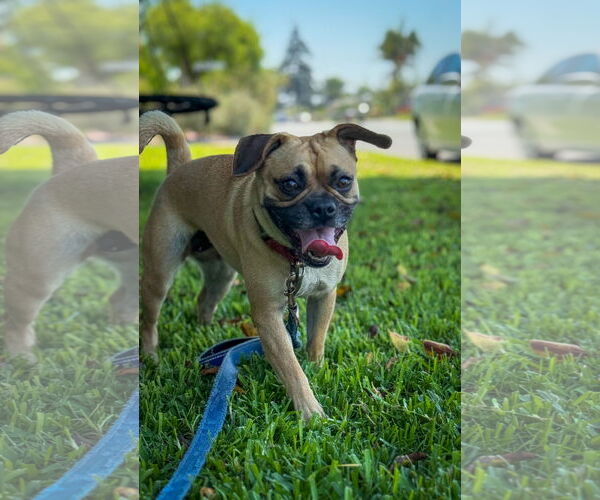 Medium Photo #6 Pug-Unknown Mix Puppy For Sale in San Diego, CA, USA