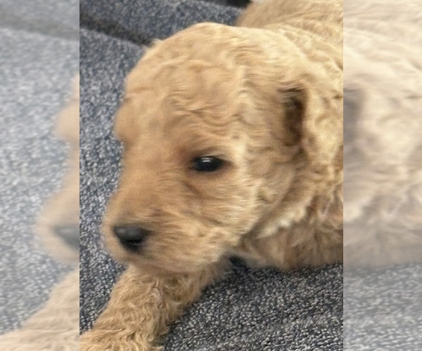 Medium Photo #2 Goldendoodle (Miniature) Puppy For Sale in ALBEMARLE, NC, USA