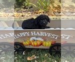 Puppy Jack Yorkipoo