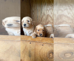 Small Photo #7 Golden Retriever Puppy For Sale in TOWN CREEK, AL, USA