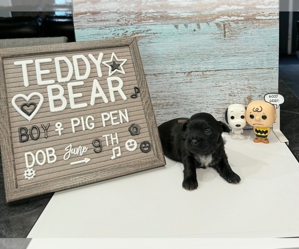 Medium Photo #19 Zuchon Puppy For Sale in NEW YORK MILLS, MN, USA