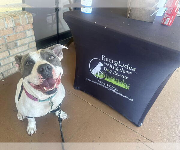 Medium Photo #16 American Bulldog Puppy For Sale in Pompano Beach , FL, USA