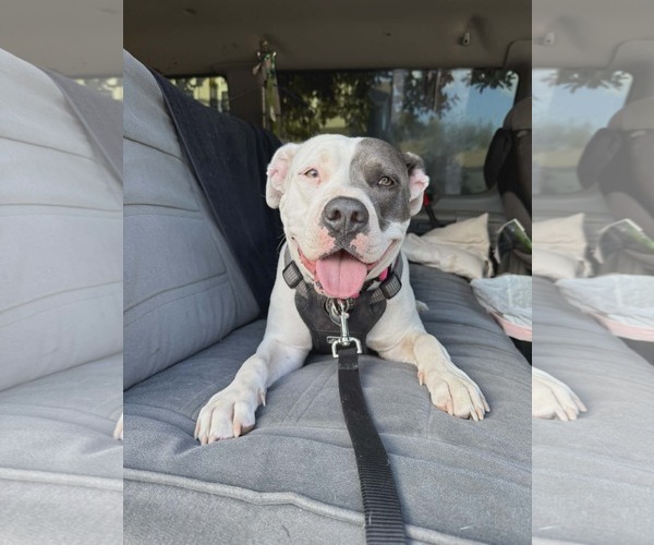 Medium Photo #6 American Pit Bull Terrier-Unknown Mix Puppy For Sale in Hinckley, IL, USA