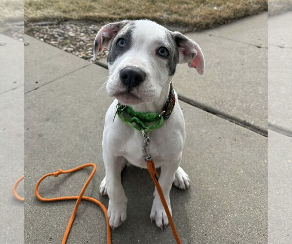 Medium Photo #1 Mutt Puppy For Sale in Fargo, ND, USA