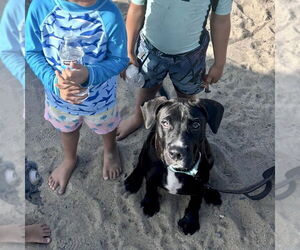 Labrador Retriever-Unknown Mix Dogs for adoption in San Juan Capistrano, CA, USA