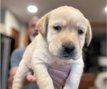 Small Photo #4 Labrador Retriever Puppy For Sale in HIGH POINT, NC, USA