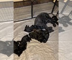 Small #2 Schnauzer (Giant)