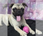 Small Pug Mix