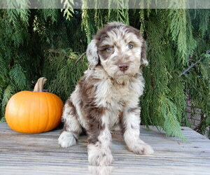 Labradoodle Puppy for sale in MILLERSBURG, OH, USA