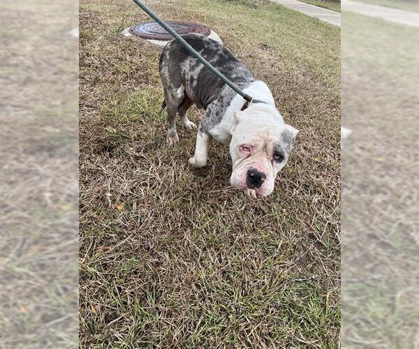 Medium Photo #1 Mutt Puppy For Sale in Pearland, TX, USA