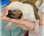 Small Photo #3 Olde English Bulldogge Puppy For Sale in ATHENS, AL, USA