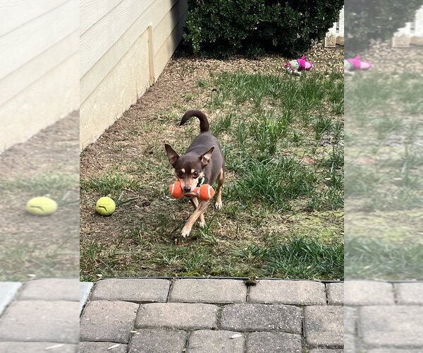 Medium Photo #4 Chihuahua-Unknown Mix Puppy For Sale in Mooresville, NC, USA