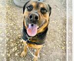 Small #1 Rottweiler Mix