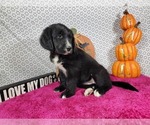 Small #11 Golden Mountain Dog