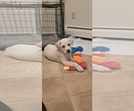 Small #5 Great Pyrenees Mix