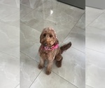 Small Photo #1 Doodle-Goldendoodle Mix Puppy For Sale in WESTON, FL, USA