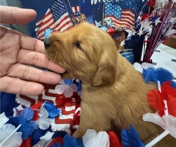 Medium Photo #9 Golden Retriever Puppy For Sale in AUMSVILLE, OR, USA