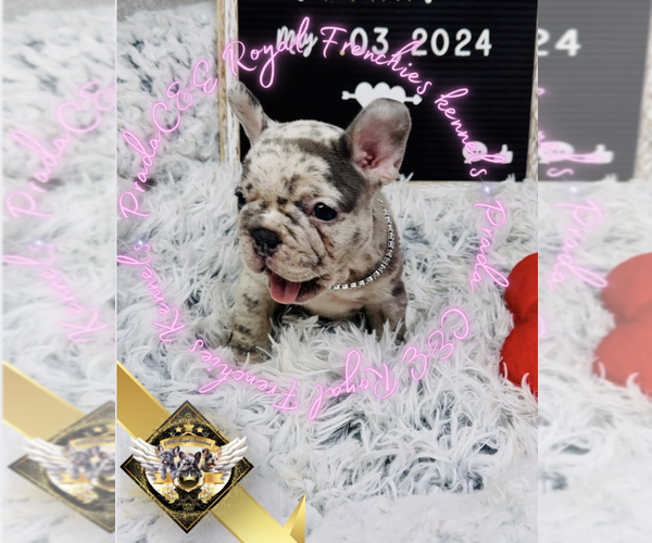 Medium Photo #10 French Bulldog Puppy For Sale in ATHENS, GA, USA
