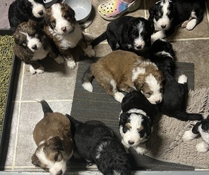 Bernedoodle Litter for sale in WAYNESBORO, PA, USA